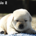 Chiot Labrador Lof