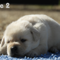 Chiot Labrador Lof