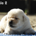 Chiot Labrador Lof