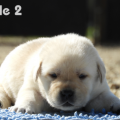 Chiot Labrador Lof
