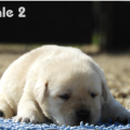 Chiot Labrador Lof