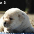 Chiot Labrador Lof