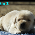 Chiot Labrador Lof