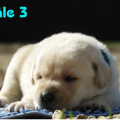 Chiot Labrador Lof