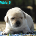 Chiot Labrador Lof