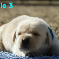 Chiot Labrador Lof