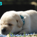 Chiot Labrador Lof