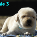 Chiot Labrador Lof