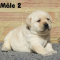 Chiot Labrador Lof