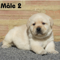 Chiot Labrador Lof