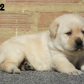 Chiot Labrador Lof