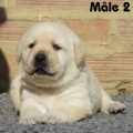 Chiot Labrador Lof