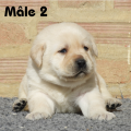 Chiot Labrador Lof