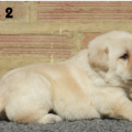 Chiot Labrador Lof