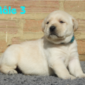Chiot Labrador Lof