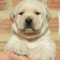 Chiot Labrador Lof