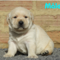 Chiot Labrador Lof