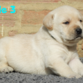 Chiot Labrador Lof