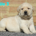 Chiot Labrador Lof