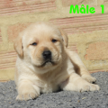 Chiot Labrador Lof