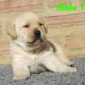 Chiot Labrador Lof