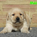Chiot Labrador Lof