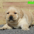 Chiot Labrador Lof