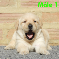 Chiot Labrador Lof