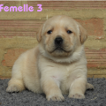 Chiot Labrador Lof