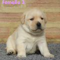 Chiot Labrador Lof