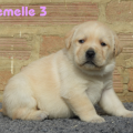 Chiot Labrador Lof