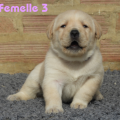 Chiot Labrador Lof