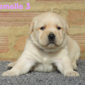 Chiot Labrador Lof