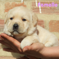Chiot Labrador Lof