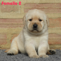 Chiot Labrador Lof