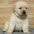 Chiot Labrador Lof