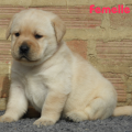 Chiot Labrador Lof