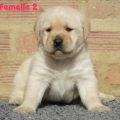 Chiot Labrador Lof