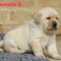 Chiot Labrador Lof
