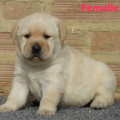 Chiot Labrador Lof