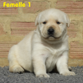 Chiot Labrador Lof