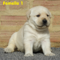 Chiot Labrador Lof