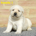 Chiot Labrador Lof