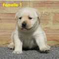 Chiot Labrador Lof