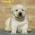 Chiot Labrador Lof