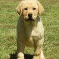 Chiot Labrador Lof