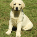 Chiot Labrador Lof