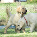 Chiot Labrador Lof