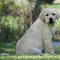 Chiot Labrador Lof