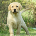 Chiot Labrador Lof
